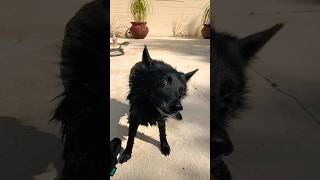 Schipperke Shakedown #dog #dogs #slowmotion #slowed #slomo #schipperke