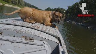 Собака на лодке гоняка ) Рыбачёв и Пёс НЕИЗДАННОЕ