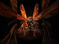 The Wasp That Hunts Giant Spiders 😱🕷️#TarantulaHawk #SpiderWasp
