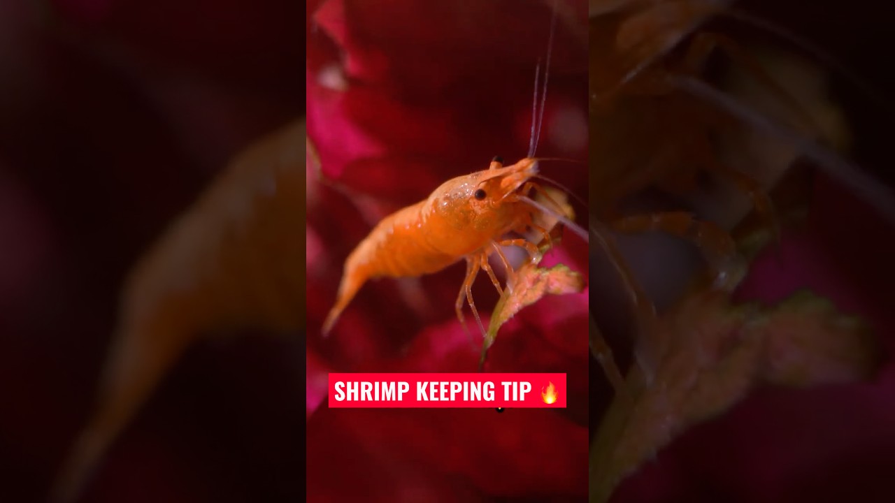 Neocaridina Water Parameters Without the Confusion #fishkeepinghobby #aquarium #fishroom #fishtank