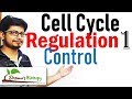 Cell cycle control | Regulation of cell cycle 1