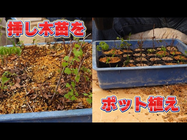 ✳* エリコイデス ✳* 挿し穂 There are too many cuttings! - YouTube