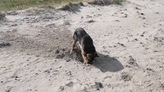 Young Thor at the beach