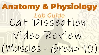 Cat Dissection - Muscles - Video Review Group 10 Hindlimb-Posterolateral Of Right Shank