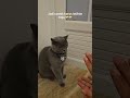 Kucing British ben latihan tinju
