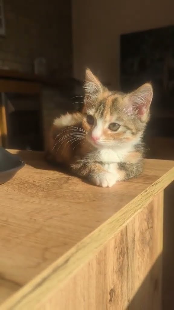 Bébé chaton très mignon