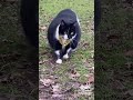 wow cat skipi