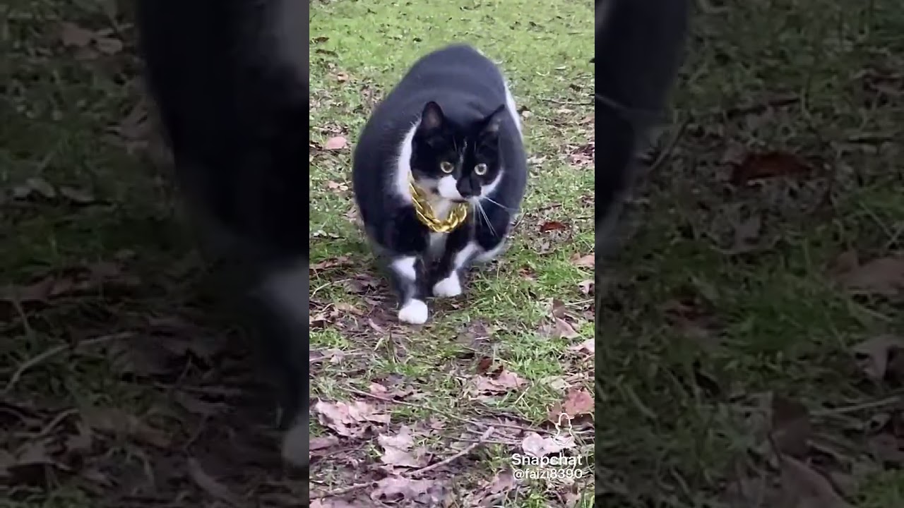Watch wow cat skipi on YouTube Watch wow cat skipi on YouTube