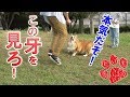 頼もしい本当の番犬こそコレだ！【コーギーチロ】