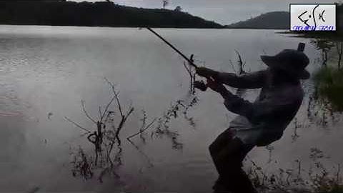 Đi câu cá được cá Lăng đuôi đỏ khủng