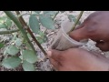 How to grow Roses || Rose air layering ||| new idea make a rose plant