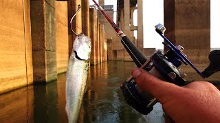 Dropping Fresh cut bait in the Honey Hole, Hydro dam fishing