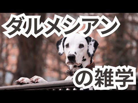 【ダルメシアンの雑学】#犬#動物#雑学#字幕#AI