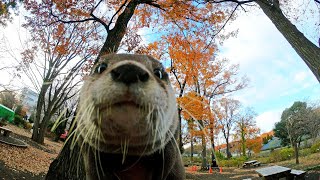 A day flirting with Aty in the park [Otter life Day 179] 公園でアティと１日イチャイチャしてきた