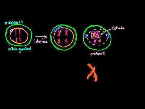 Video: ¿Se replican los cromosomas en la meiosis?