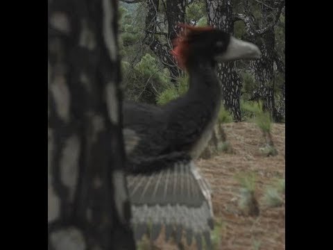 Ancient Earth - Anchiornis huxleyi