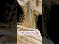 Try These 3 Vagus Nerve HACKS To Help Head Neck Or Jaw Pain Jawpain Neckpain Headaches Tmj mp3