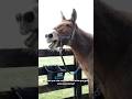 Cuando un BURRO ganó las ELECCIONES