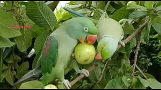 parrot Taking and eating Guava on Tree || Friendly parrot calling mummy ||parrot comedy