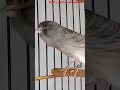 تغريد كناري ساتيني نارررر تغريد كناري ساتيني نارررر