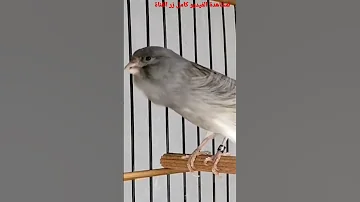 تغريد كناري ساتيني نارررر 