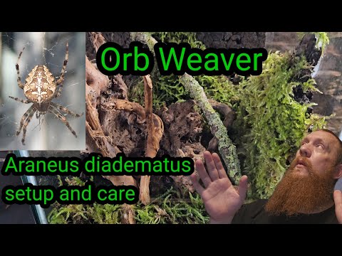 orb weaver spider setup and care uk spider Araneus diadematus spider uk