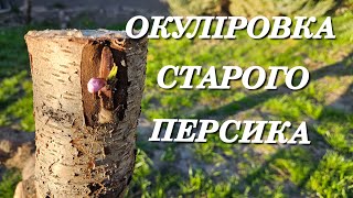 Окуліровка в стару деревину.