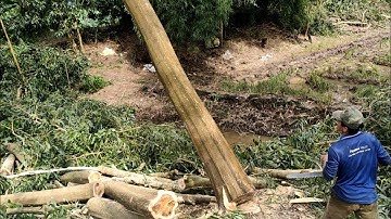 anh thợ cưa hạ cây tràm bông vàng rất cao nhìn thót tim