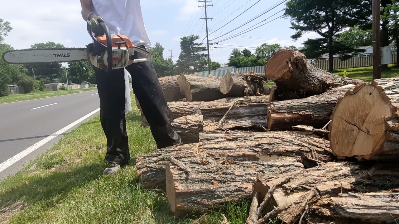 Roadside logging, cutting honey locust and mulberry.