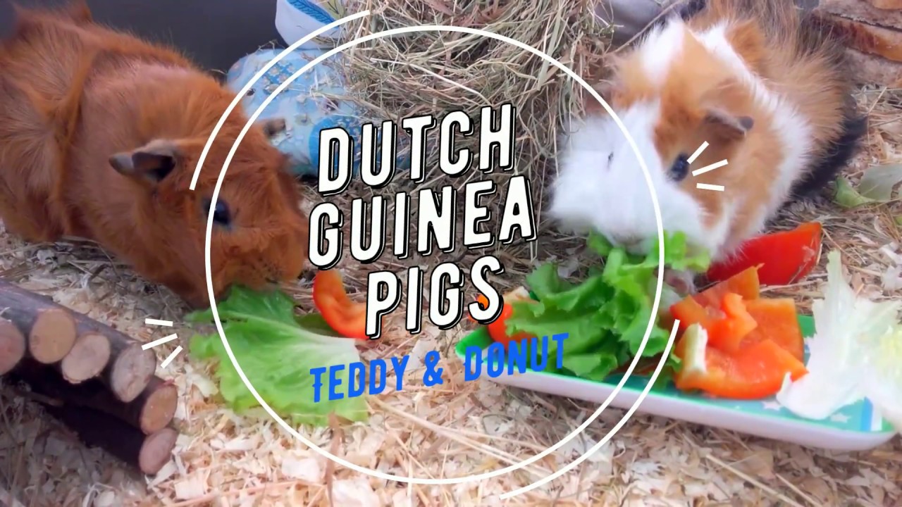Guinea pig cage tour, intro Dutch guinea pigs