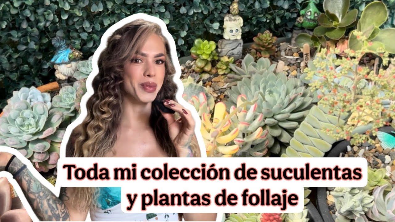Recorrido por todo mi jardín/ toda mi colección de suculentas y plantas de follaje/ parte 3 