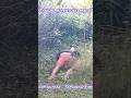 Jungle adventure part 1 shorts ll 🥶 #fitness #shortfeed #shorts #ytshorts #shortvideo
