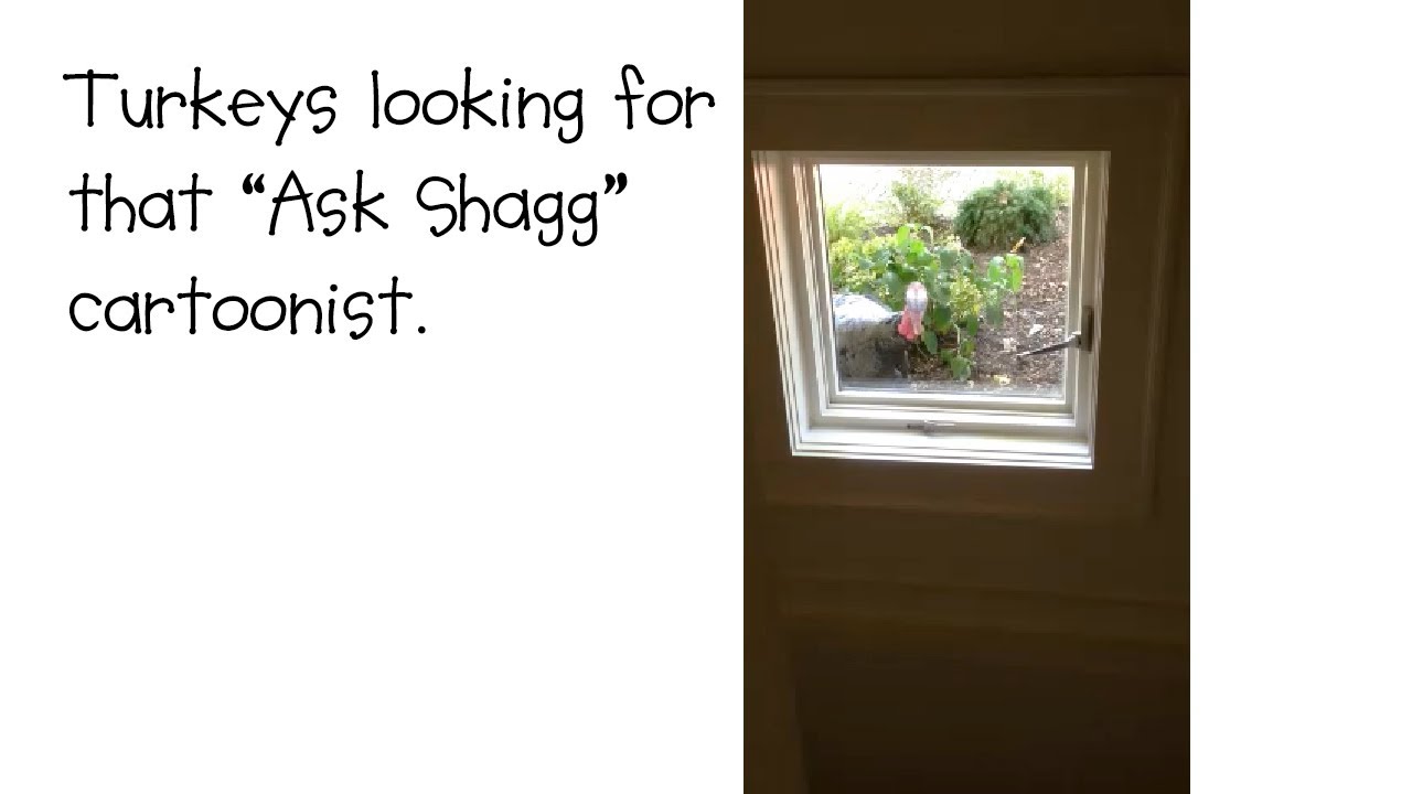 Turkeys looking for that "Ask Shagg" cartoonist.