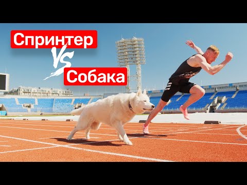 Можно ли убежать от собаки?