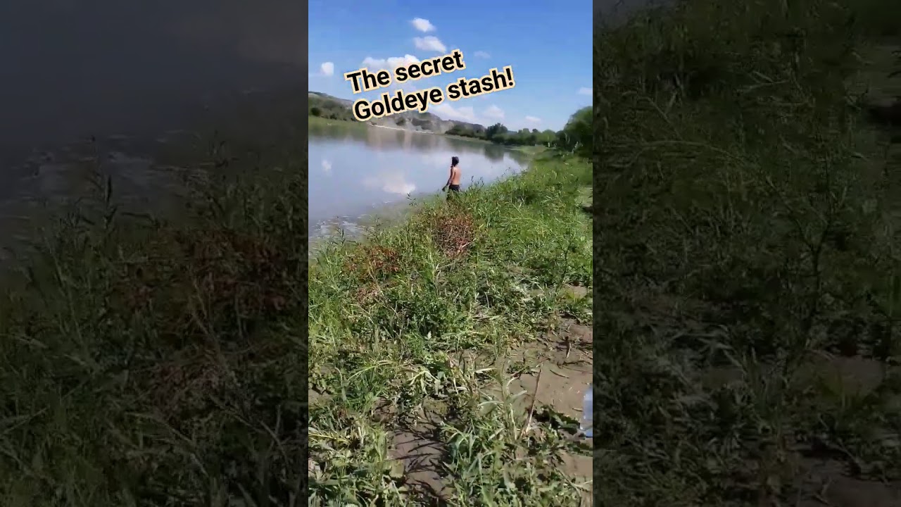 Fishing Tolman Bridge @Alberta Rivers delivers massive haul of Goldeye fish!
