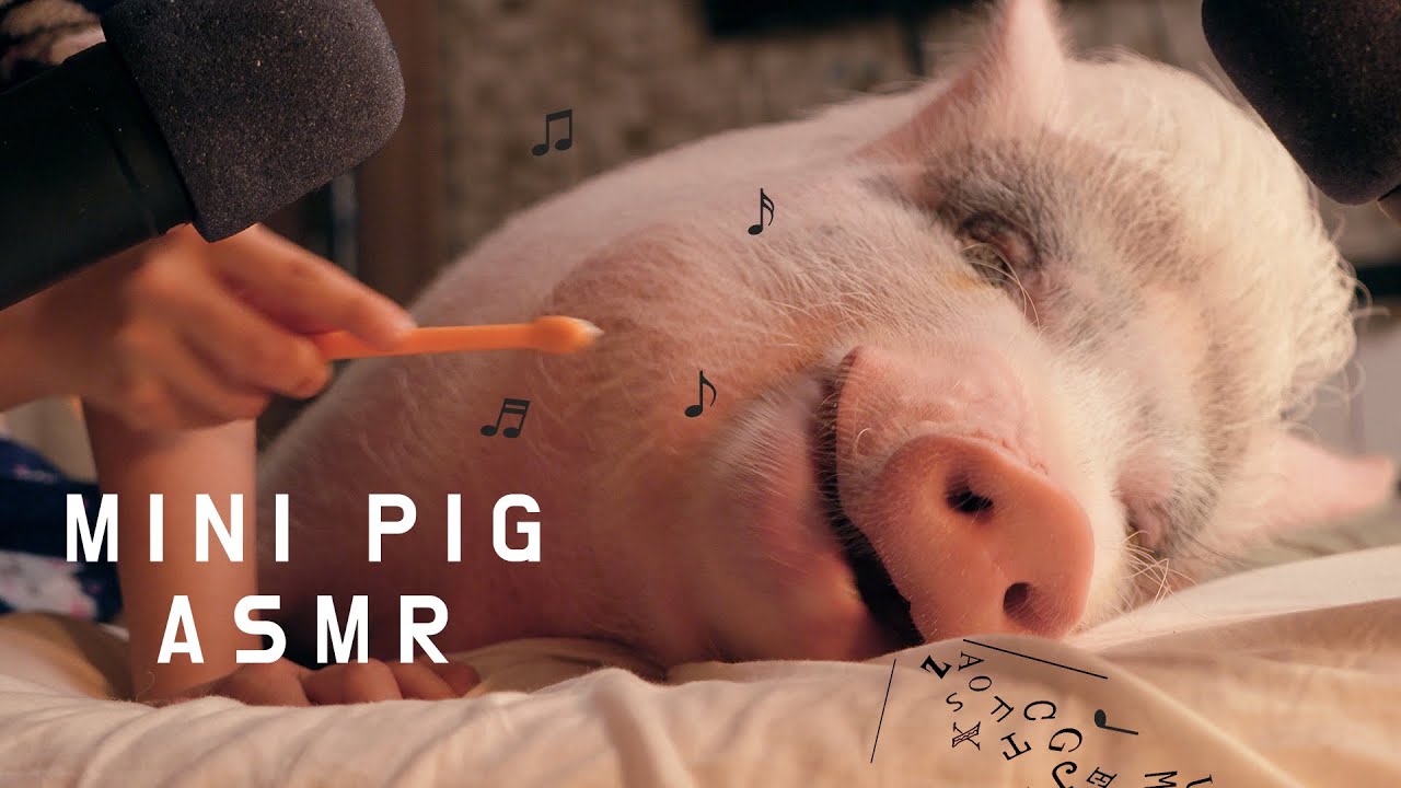 ASMR From the Mini Pig Who Grew Tremendously Big Over Time