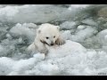 Белый медвежонок Шилка. Shilka little bear.Новосибирский зоопарк