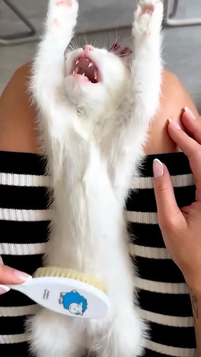 FISO #funny #cat