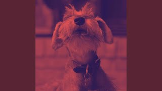 Information Subtle Ambience for Cozy Hounds News