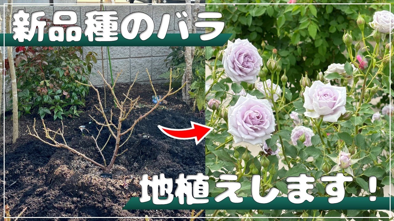 We're planting the new Rosa Orientis variety, 