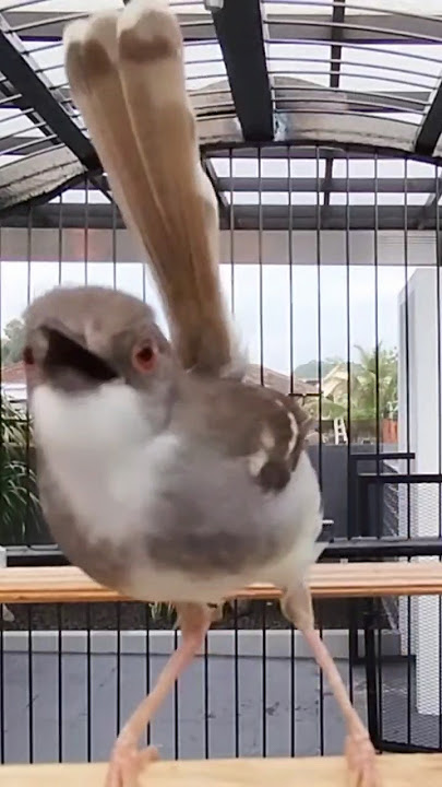 BURUNG CIBLEK KRISTAL GACOR