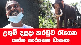 උතුම් දළදා කරඩුව රැගෙන යන්න සැරසෙන වාසනා