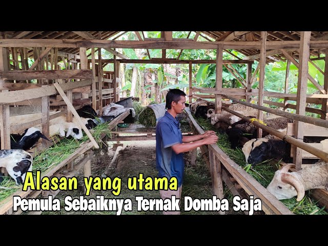 Kelebihan Ternak gibas/domba daripada kambing Jawa Randu class=