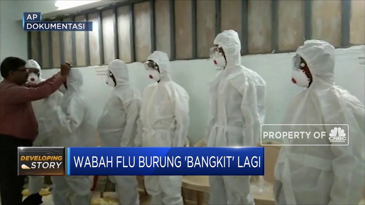 Astaga Setelah Corona Muncul Wabah Flu Burung Youtube