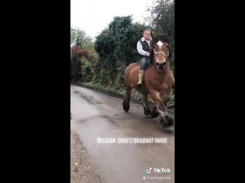 Jane 9 year old riding mare. Belgian Draft Horse Brabant ardennes trekpaard