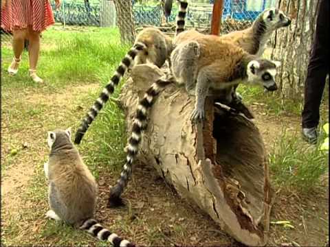 Welcome to Georgian Zoo / თბილისის ზოოპარკი