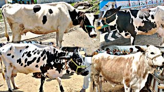 AJ MANDI SA AK OR COW LA LE / COW MANDI / PASHU MANDI / MANDRA MANDI / today update/MANI HASHMI