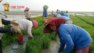 Download Lagu PASUKAN KHUSUS TUKANG TANDUR MP3