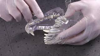 Winged Elevators - Canine Dental Surgical Instruments