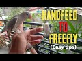 Handfeed to freefly (Easy tips)